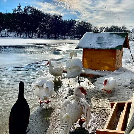 Lux Vojinovic Zlatibor